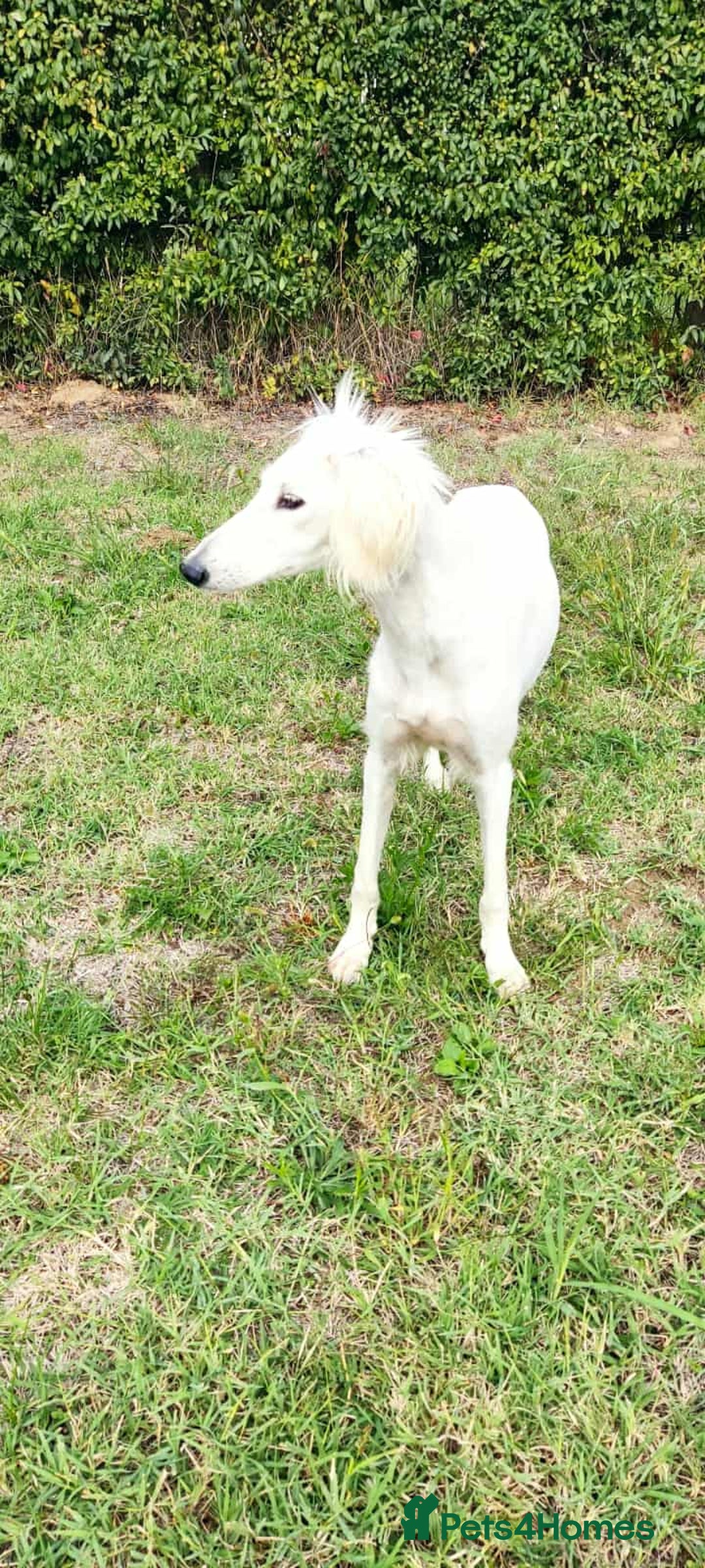 Saluki dogs for adoption: Jasmine - Advert 2