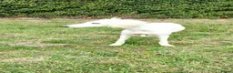Saluki dogs for adoption: Jasmine - Advert 2
