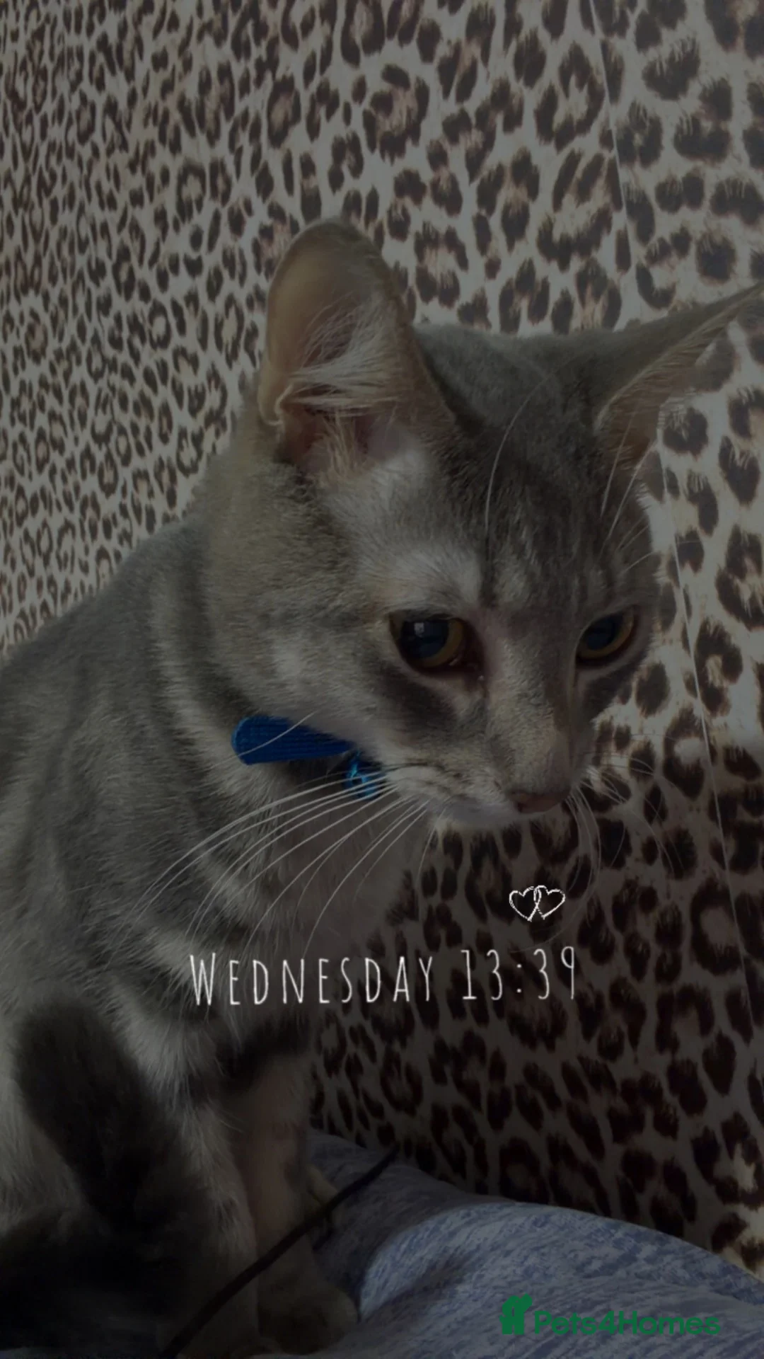 Mixed Breed cats for sale: Bandit cat and biscuit  - Advert 1