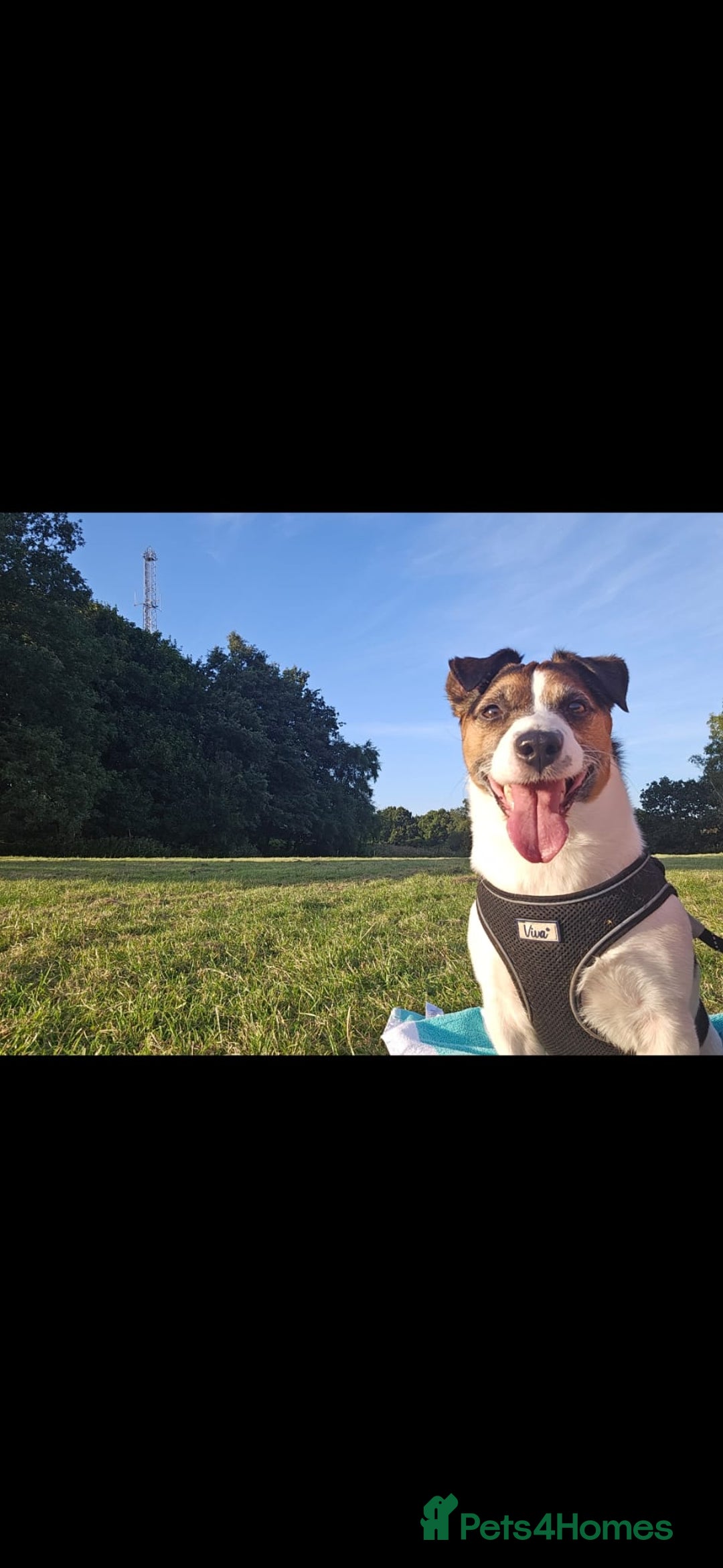 Jack Russell dogs for sale: Gorgeous Chunky Jack Russell Pups for sale - Advert 21