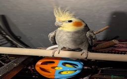 Cockatiels birds for sale: Cockateils  - Image 9
