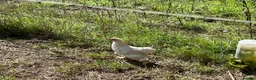 Chickens poultry for sale: Pekin hens / silky chick - Advert 6