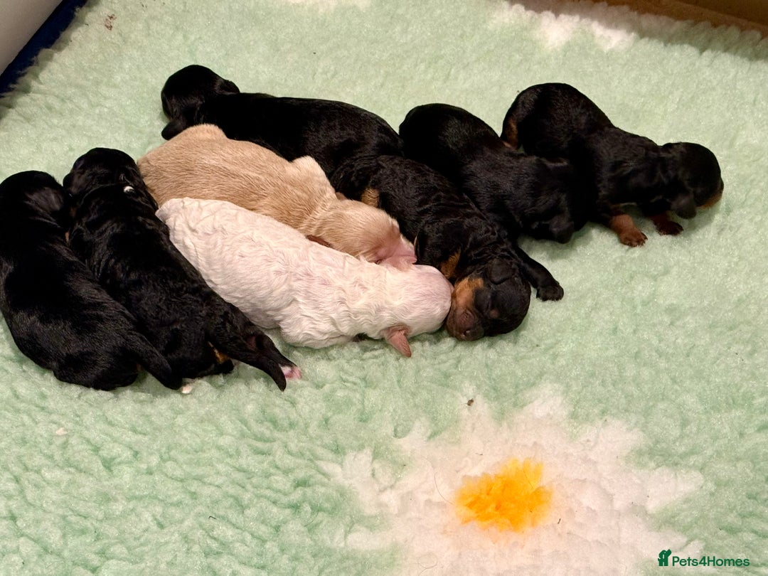 Cavapoo dogs for sale: Beautiful F1b Cavapoo Puppies - Advert 5