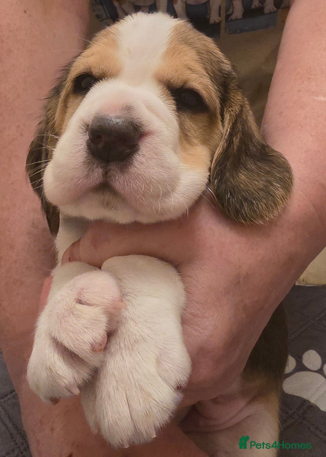 Beagle dogs for sale: KC registered Beagle pups, Rare Blue tri & tri - Advert 9