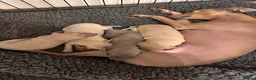 Italian Greyhound dogs for sale: Exceptional KC registered health tested  - Advert 16