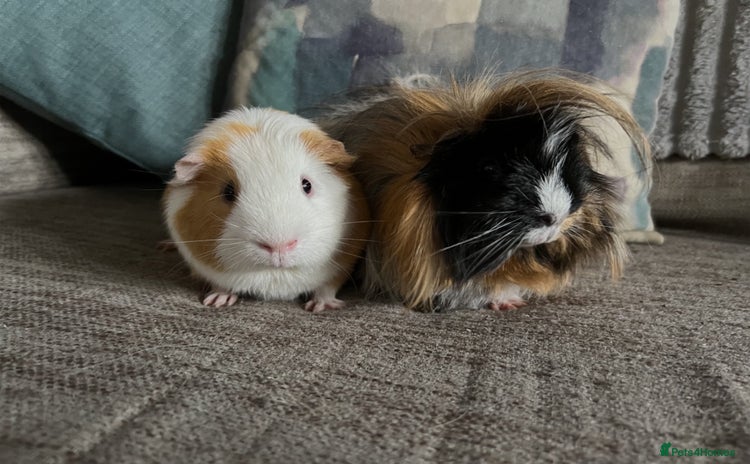 Guinea Pig rodents - Advert 3