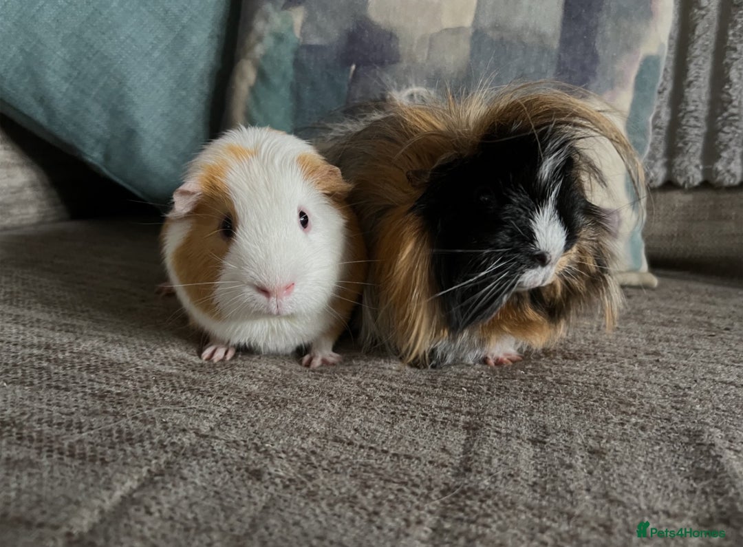 Guinea Pig rodents for sale: Two gorgeous bonded boys - Image 1