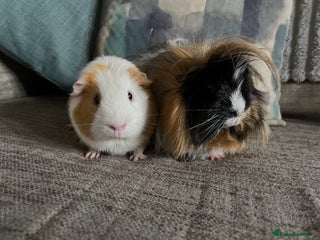 Guinea Pig rodents - Advert 2