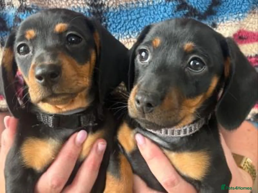 Miniature Dachshund dogs for sale: Miniature dachshund puppys in Manchester - Advert 4