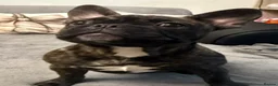 French Bulldog dogs for sale: Fido  - Advert 3