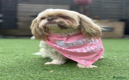 Shihpoo dogs for sale: Shipoo puppies, only 2 boys left  - Image 6