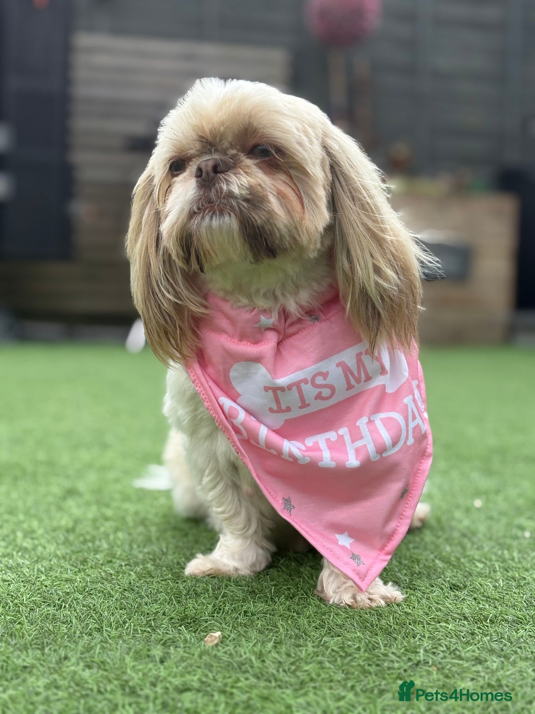 Shihpoo dogs for sale: Shipoo puppies, only 2 boys left  - Image 6