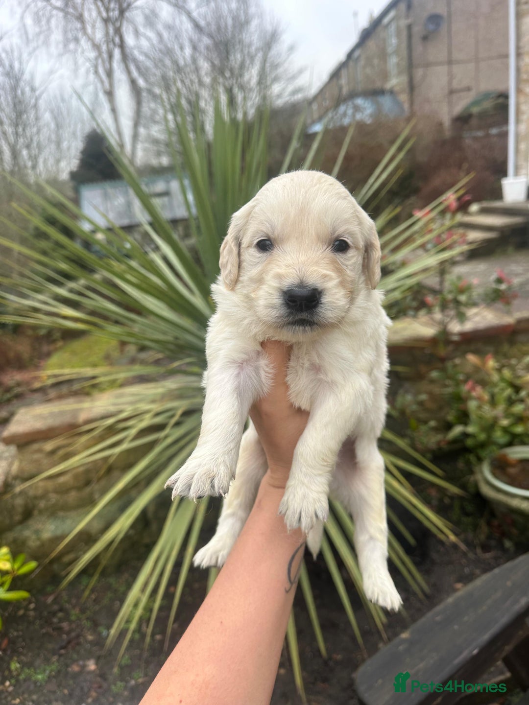 Golden Retriever dogs for sale: Beautiful English Cream Golden Retriever Puppy's  - Advert 4