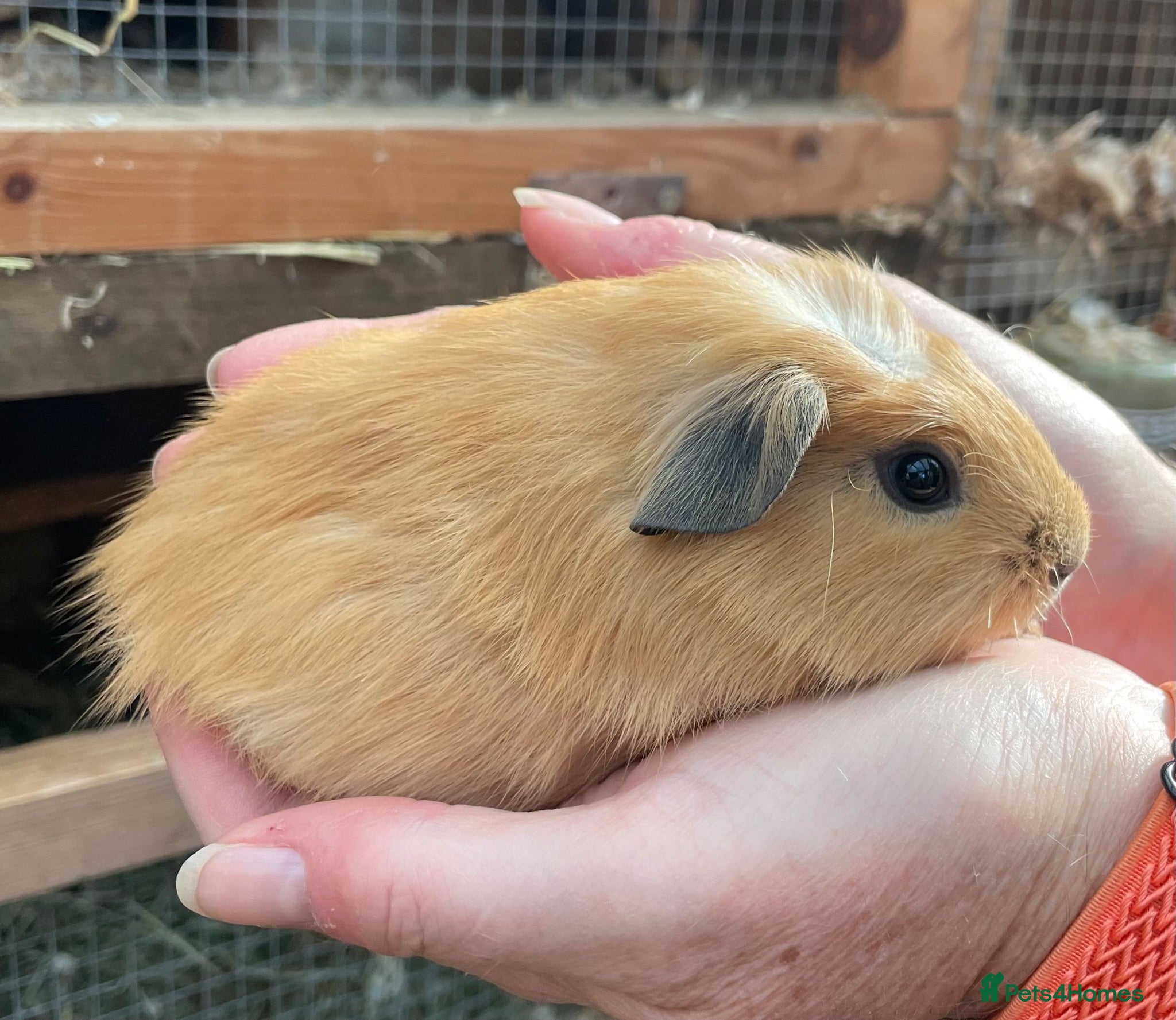 Guinea Pig rodents Lovely baby guinea pig boys - Advert 7