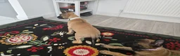 Belgian Shepherd Dog dogs for sale: 5 Belgian Shepherd Malinois Puppies - Advert 4