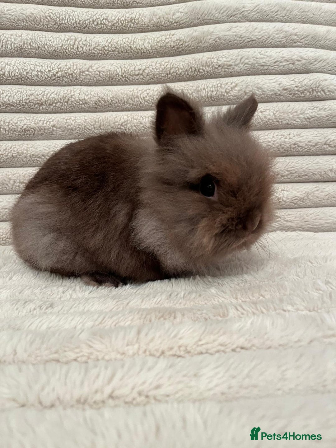 Lionhead rabbits for sale: Chocolate lion head for sale  - Image 5