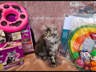 Maine Coon cats Quality Maine Coon kittens TICA registered - Advert 1