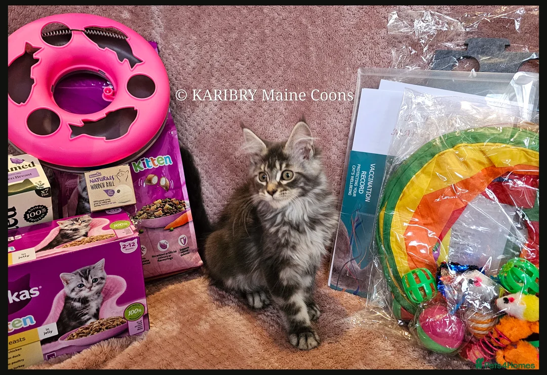 Maine Coon cats for sale: Quality Maine Coon kittens TICA registered  - Advert 2