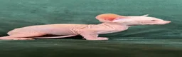 Sphynx cats for sale: Quality Health Tested Sphynx Kittens  - Advert 14