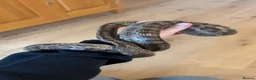 Corn Snake reptiles for sale: Corn snake and enclosure for sale in Highbridge - Advert 5