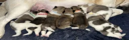 Akita dogs for sale: 7 beautiful Akita pups  - Advert 2