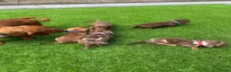 Miniature Dachshund dogs for sale: ADORABLE MINIATURE DACHSHUND PUPPIES FOR SALE  - Advert 6