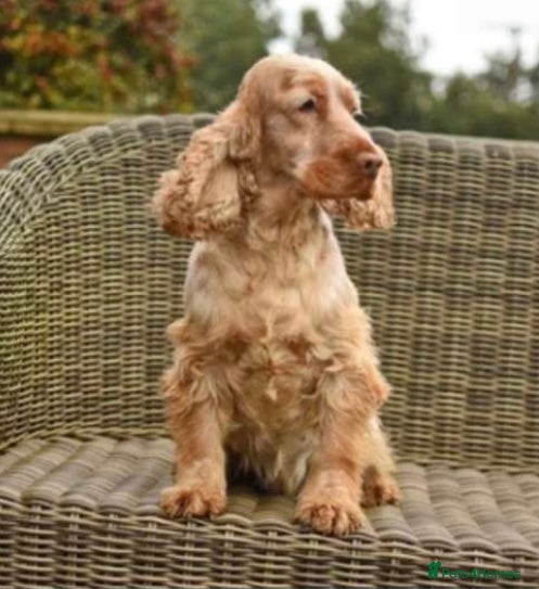 Cocker Spaniel dogs Cocker Spaniel Bitch  - Advert 1