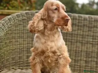 Cocker Spaniel dogs Cocker Spaniel Bitch - Advert 1