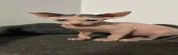 Sphynx cats for sale: Sphynx kittens looking for a lovely home. - Advert 10