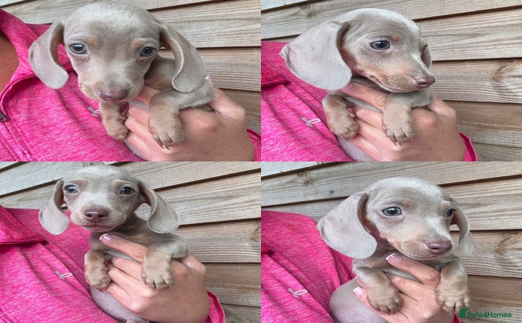 Miniature Dachshund dogs - Advert 4