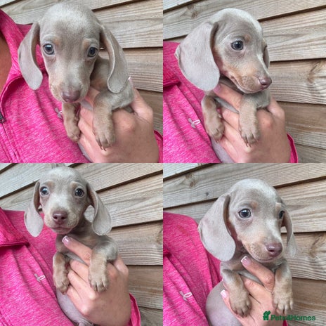 Miniature Dachshund dogs - Advert 4