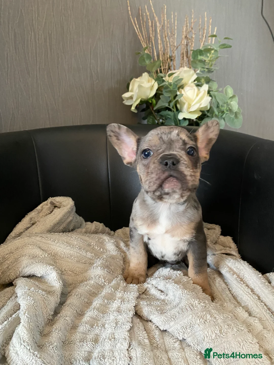 French Bulldog dogs for sale: 5 French bulldog puppies for sale  in Stockton-on-Tees - Advert 6