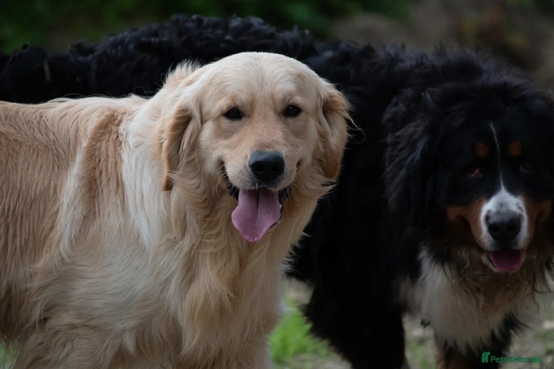 Golden Retriever dogs for stud: Exceptional KC & Tested Golden Retriever For Stud  in Bury Saint Edmunds - Advert 5