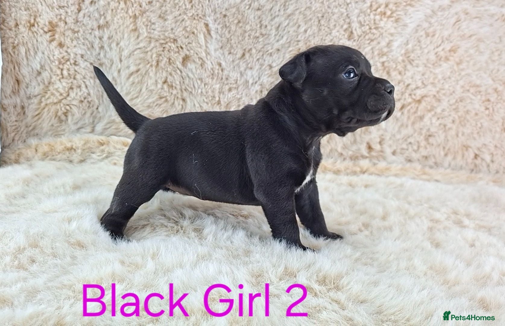 Staffordshire Bull Terrier dogs Classic Staffordshire Bull Terrier Puppies  - Advert 1