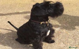 Miniature Schnauzer dogs for sale: Reduced. Miniature Schnauzer black pups. KC & MAC  - Image 8