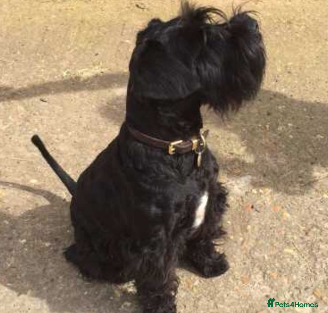 Miniature Schnauzer dogs for sale: Reduced. Miniature Schnauzer black pups. KC & MAC  - Image 8