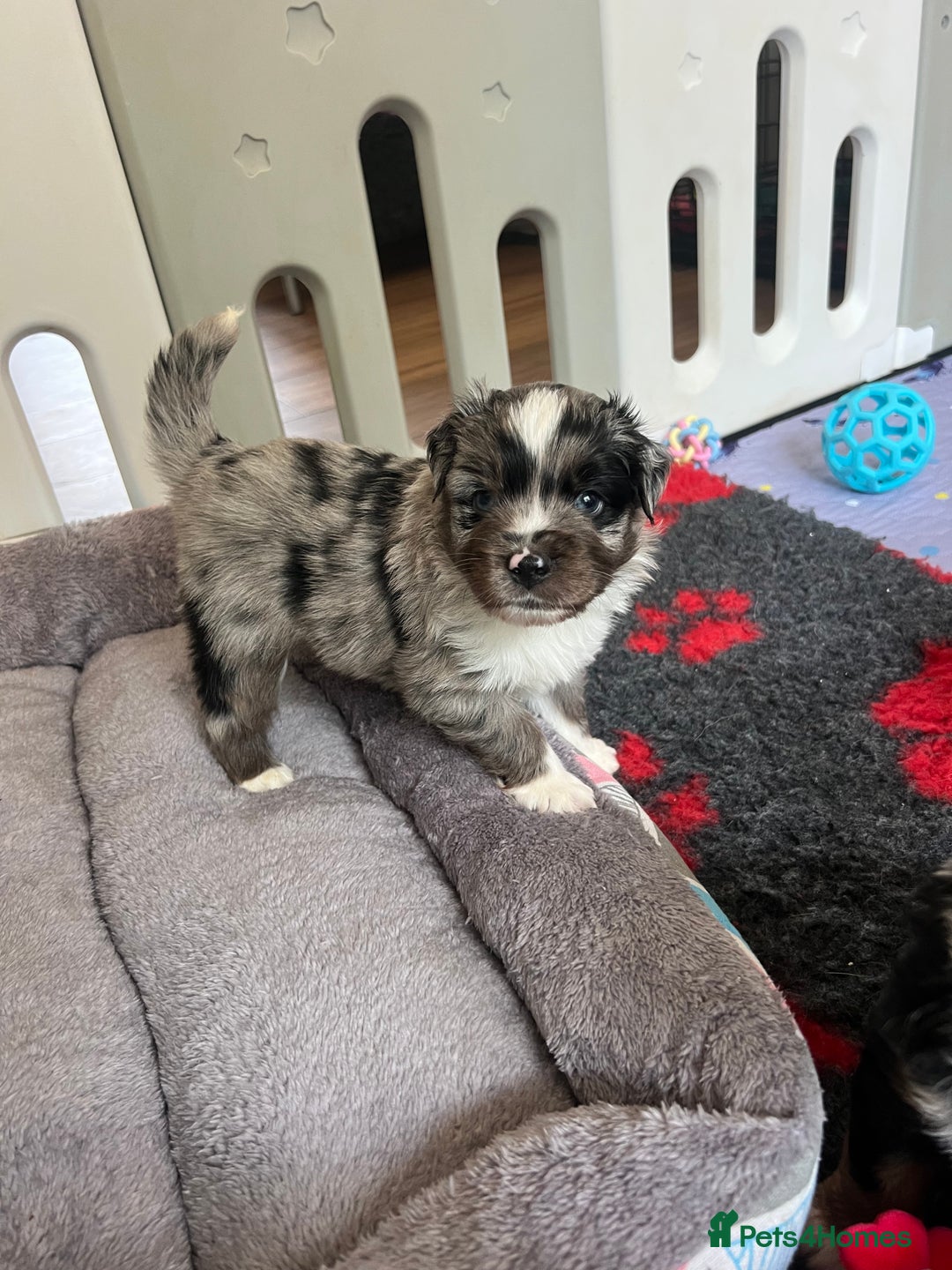 Miniature American Shepherd dogs for sale: 9 Miniature American Shepherd Puppies - Image 8