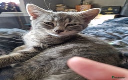 Mixed Breed cats for sale: 4 Beautiful kittens ready for loving home  ♥️ - Image 22