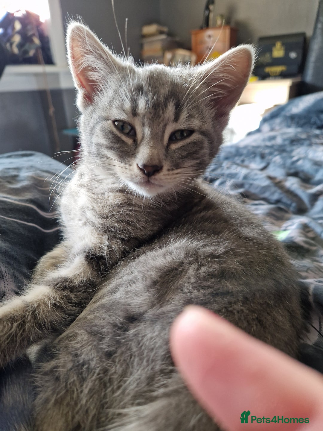 Mixed Breed cats for sale: 4 Beautiful kittens ready for loving home  ♥️ - Image 22