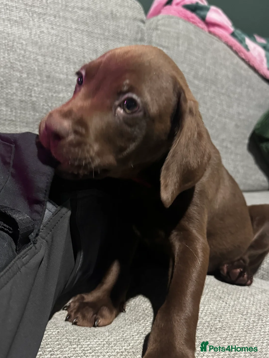 Mixed Breed dogs for sale: ‼️ last boy of the litter ‼️ - Advert 2