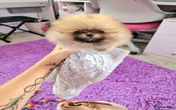 Pomeranian dogs for sale: Super tiny 2 Girls & a boy 💙💓 - Image 5
