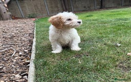 Cavapoo dogs for sale: FULLY VACCINATED Cavapoo Pups LICENSED BREEDER in Southampton - Image 11