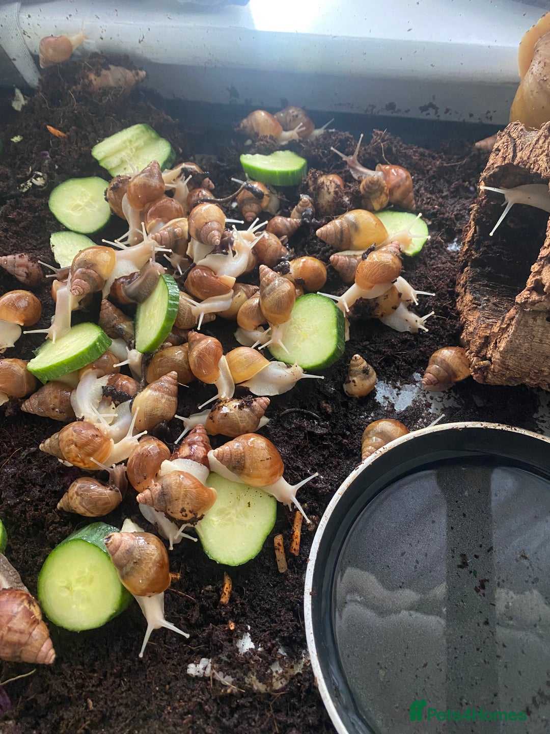 Snails invertebrates for sale: Beautiful Variety of African Land Snails  - Image 3