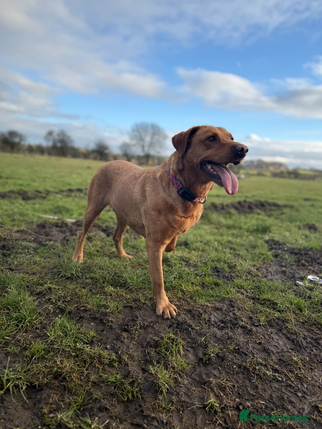 Labrador Retriever dogs for sale: Red fox Labrador girl for sale  in Carlisle - Advert 7