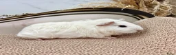 Guinea Pig rodents for sale: LOTS OF FEMALE GUINEA PIGS AVAILABLE  - Advert 11