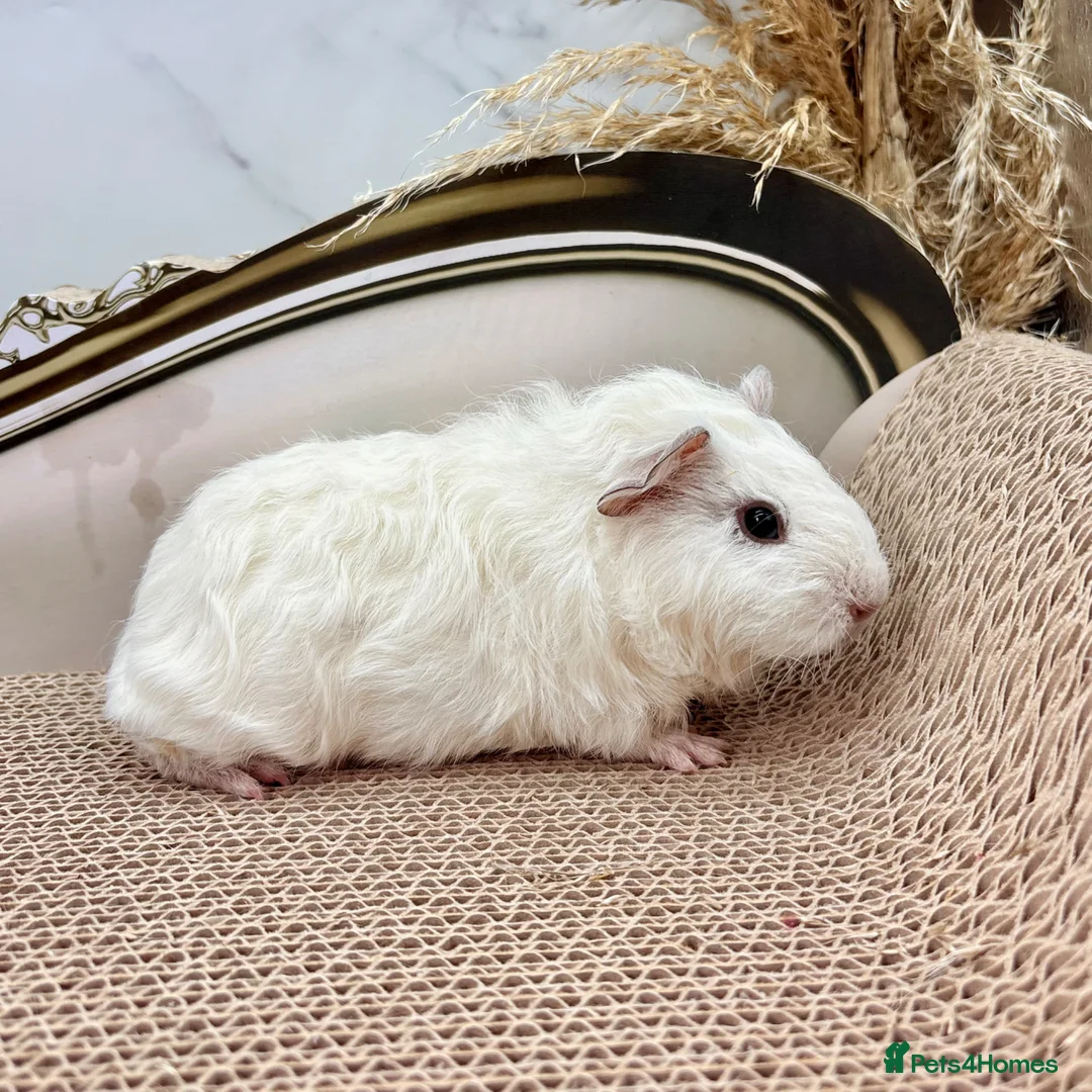 Guinea Pig rodents for sale: LOTS OF FEMALE GUINEA PIGS AVAILABLE  - Advert 11