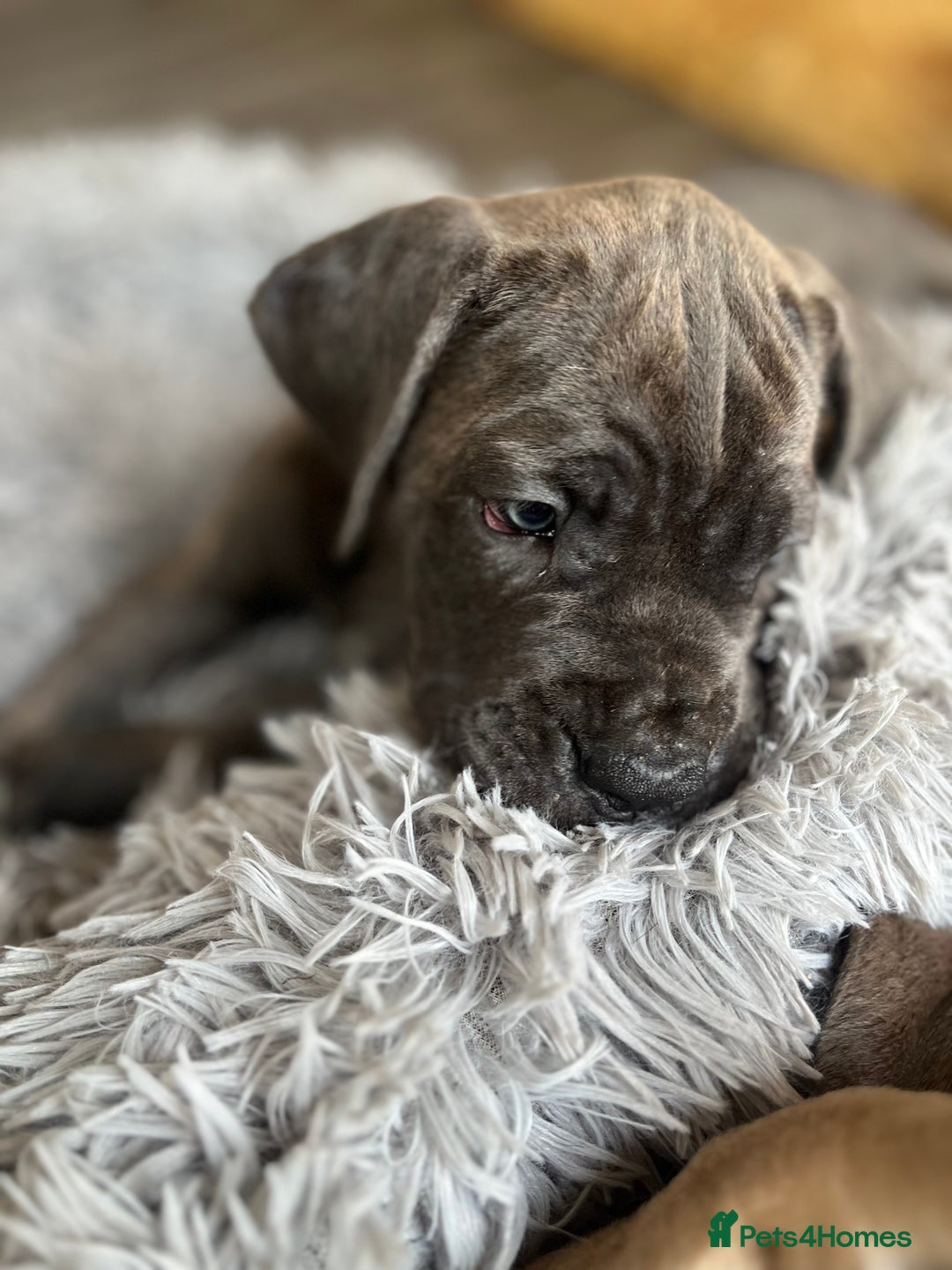 Cane Corso dogs for sale: Purebred Cane Corso puppies  - Image 7