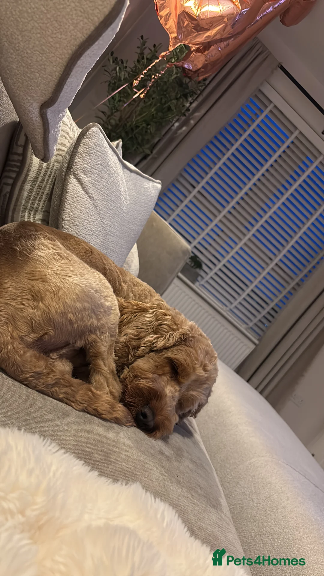 Cockapoo dogs for stud: Proven F1 Cockapoo stud available- health tested - Advert 6