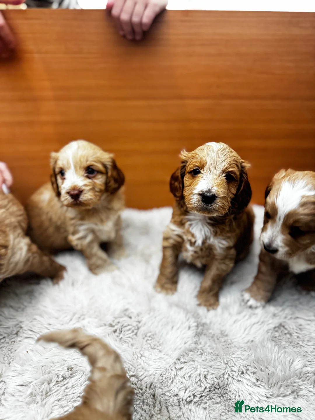 Cockapoo dogs for sale: Beautiful F2 Cockapoo Puppies – Ready 26th March in Malmesbury - Advert 1