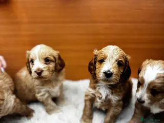 Cockapoo dogs Beautiful F2 Cockapoo Puppies – Ready 26th March in Malmesbury - Advert 1